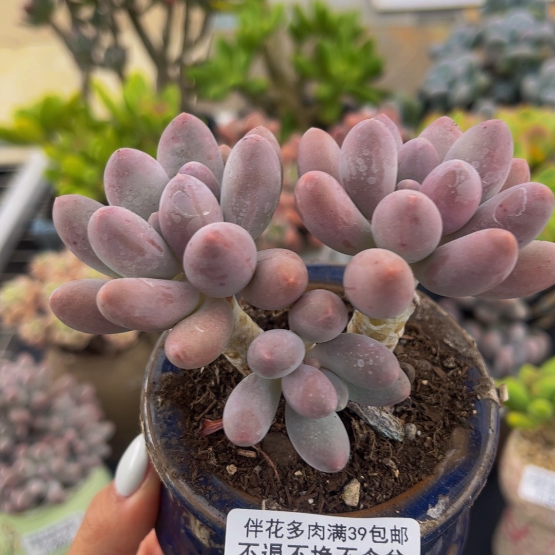 406-汤圆多肉7cm多肉