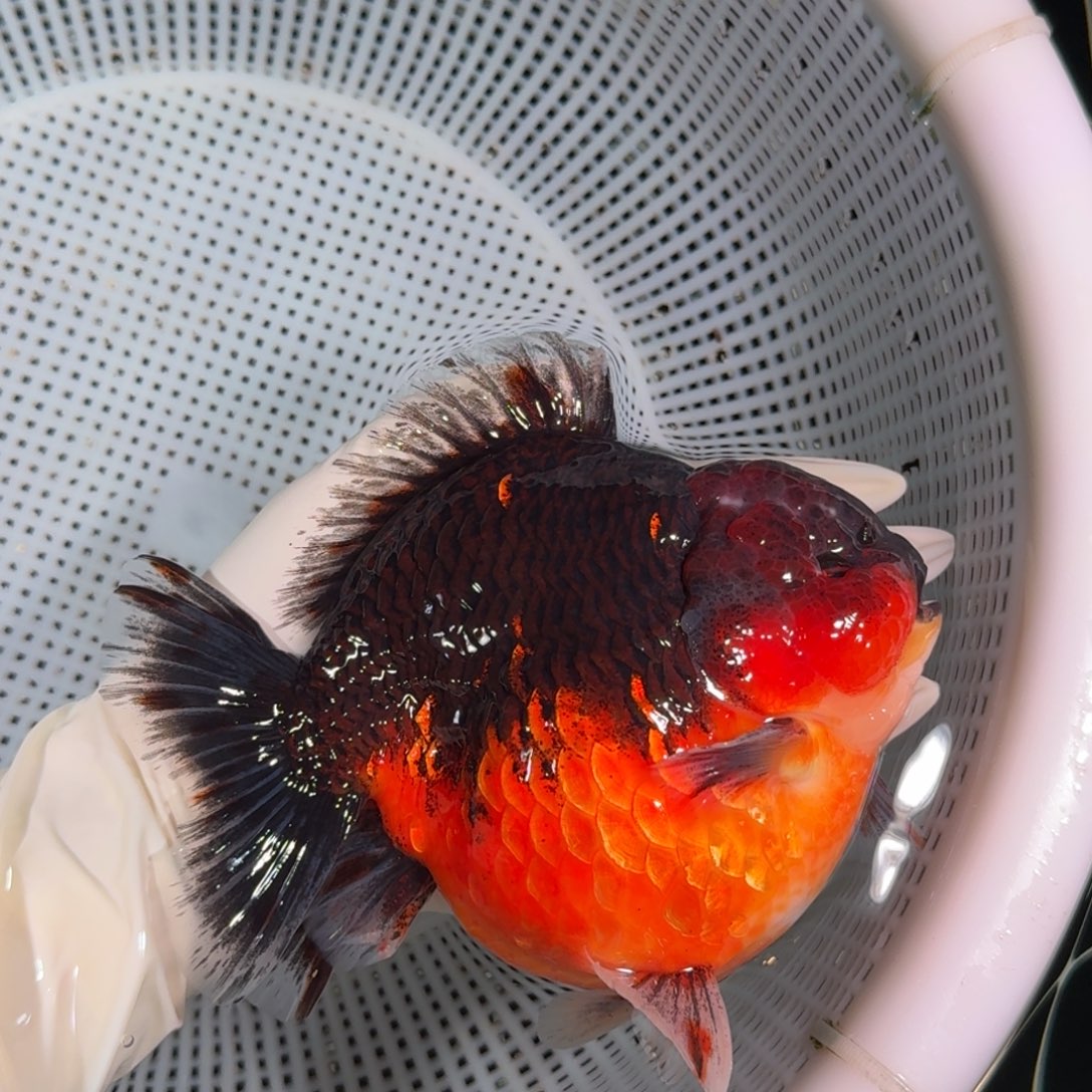 金鱼类不分公母17