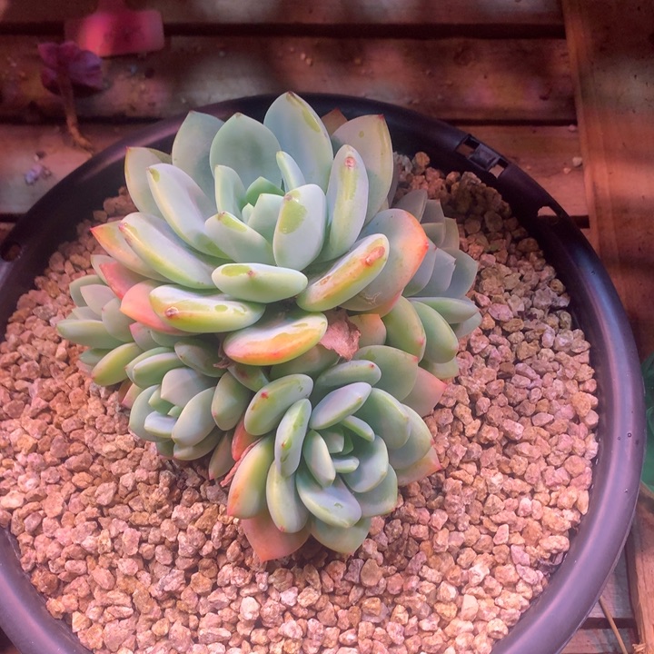 蜂蜜柚子茶z z z z z