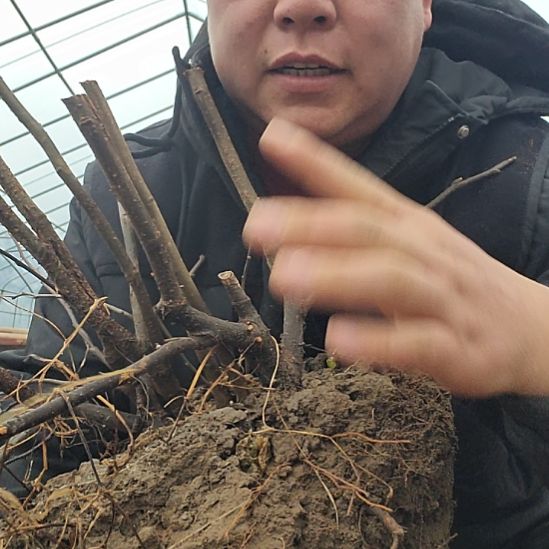 横跨款阿里啦咯啦咯看结局太