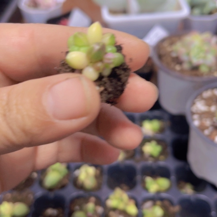 千代田锦多肉植物量拍