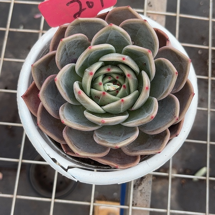 两单包邮，一物一拍207夜