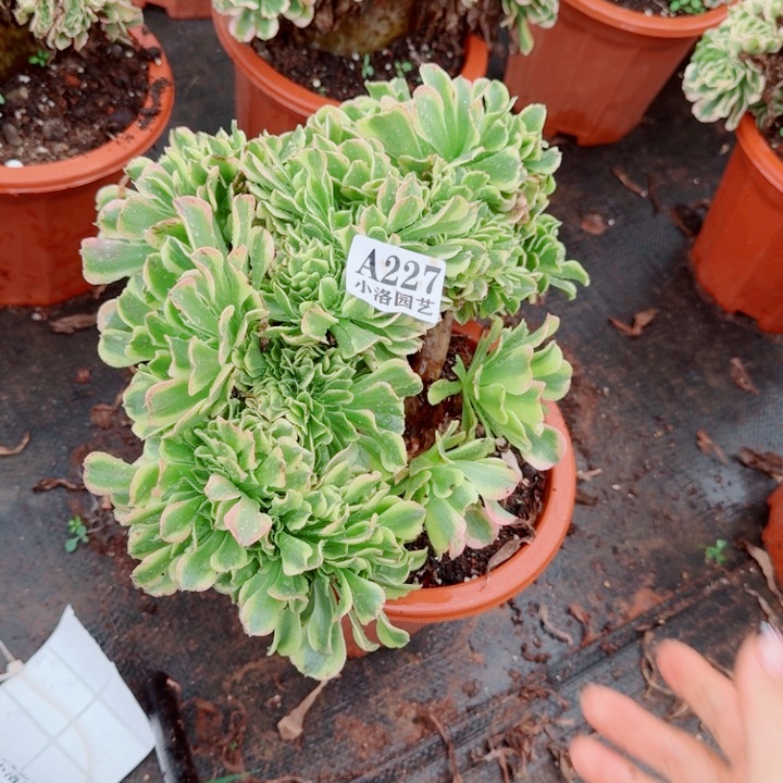 227绿豆沙缀化多肉植物