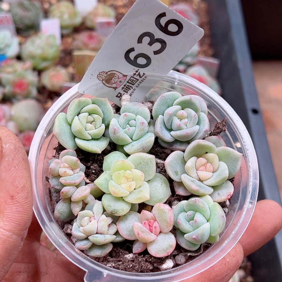 多肉植物多肉植物