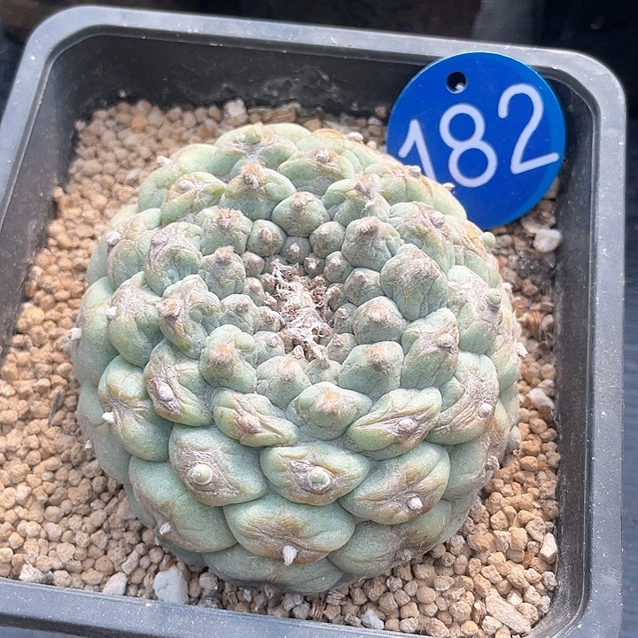 仙人球落地自根182