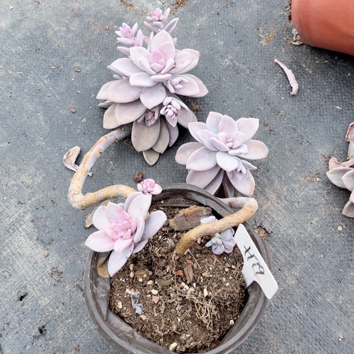 晨语多肉一物一拍+179