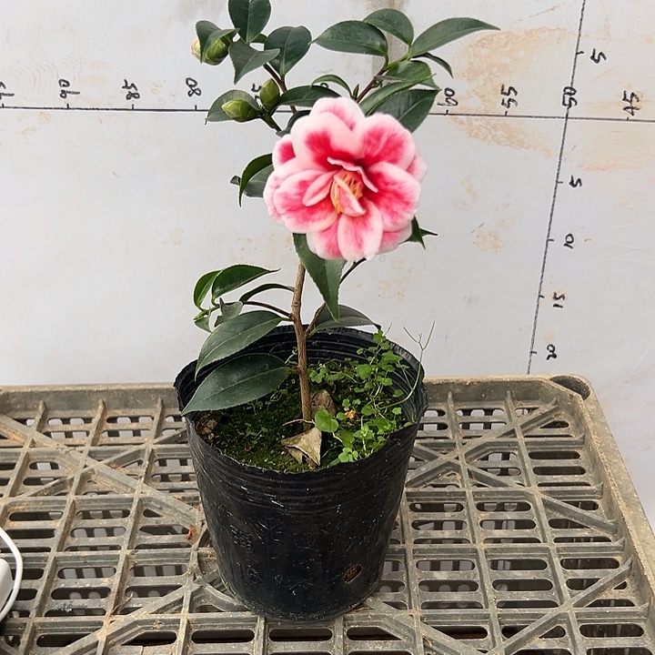 大部分花苞少量开放，孔雀随单