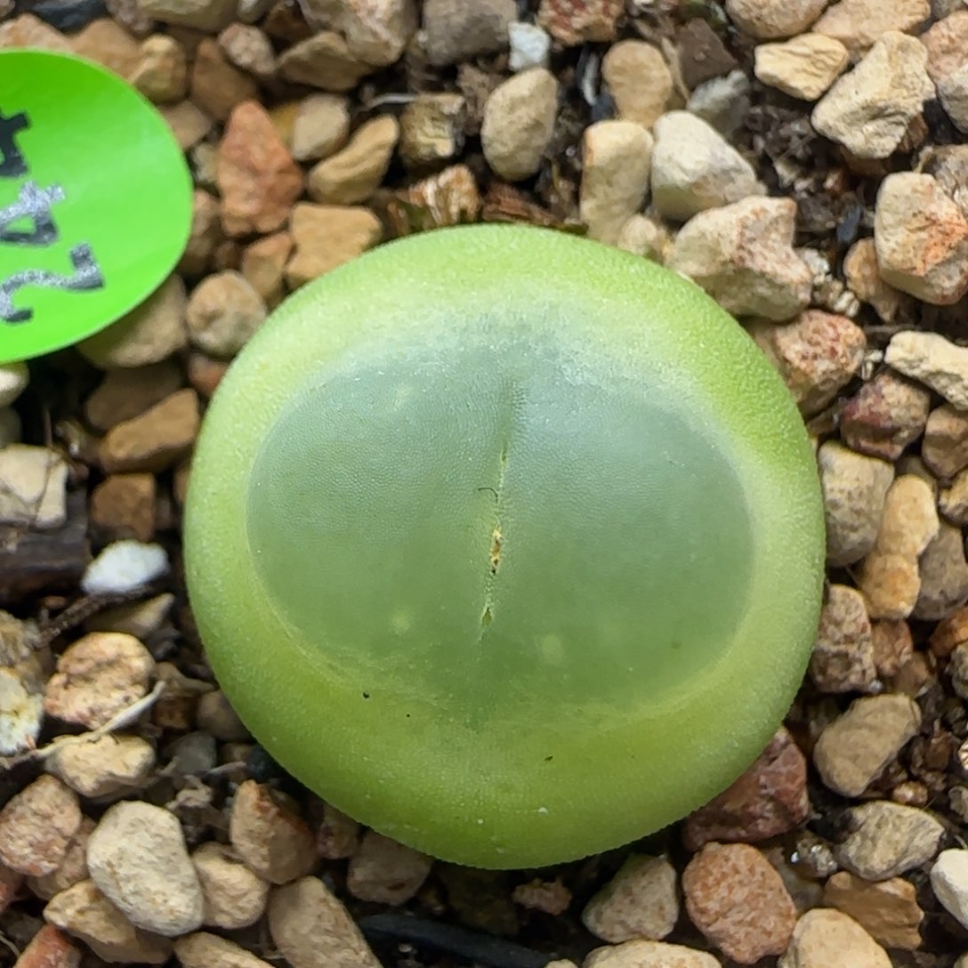 拉登1.7多肉植物244