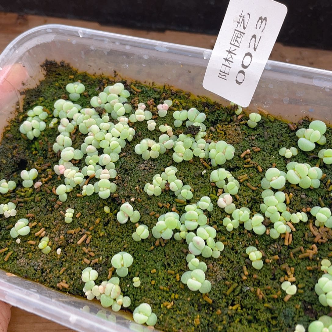 多肉植物多肉植物23