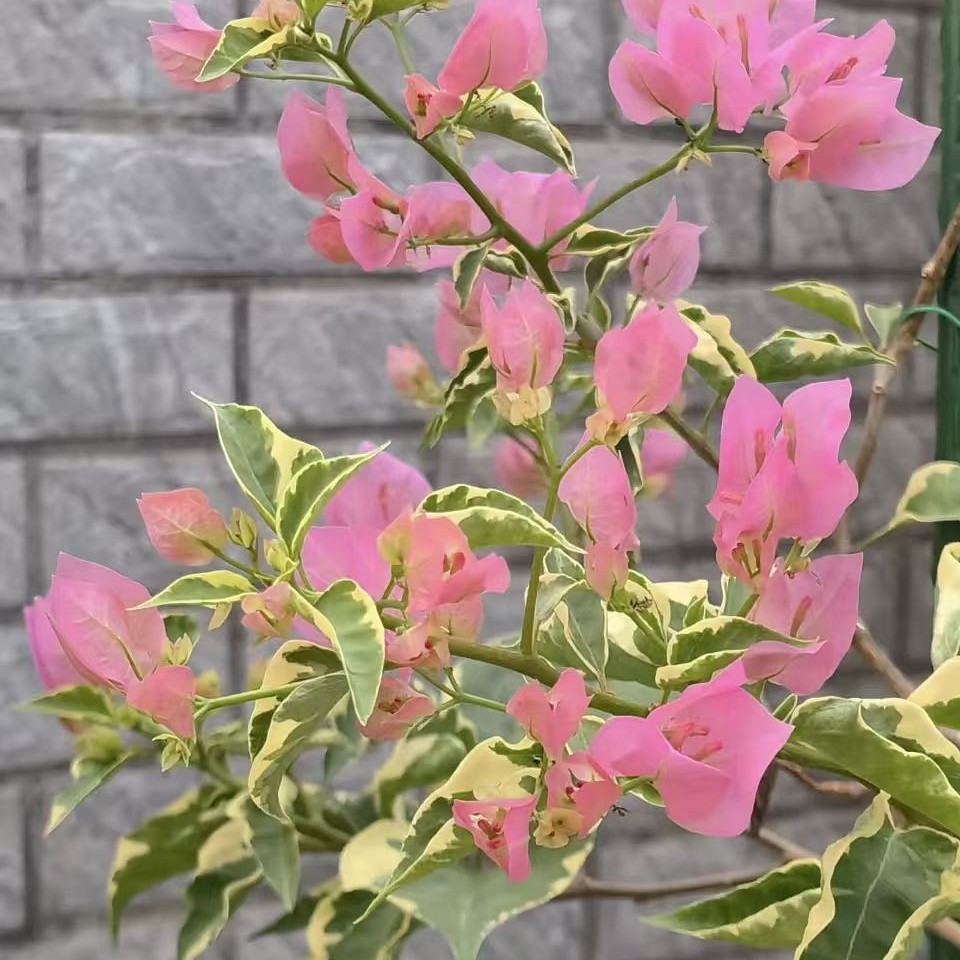 （带花蜡染粉）精品三角梅包邮包对版包售后一个月