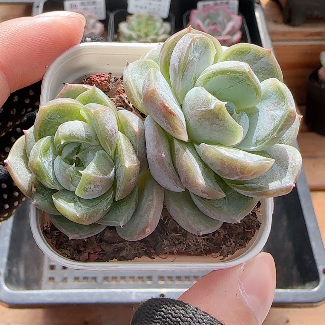 多肉0808-90胖虎珍妮