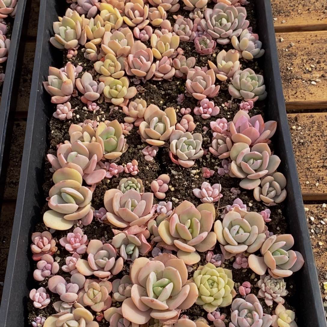 130多肉植物保护研究所所长助理