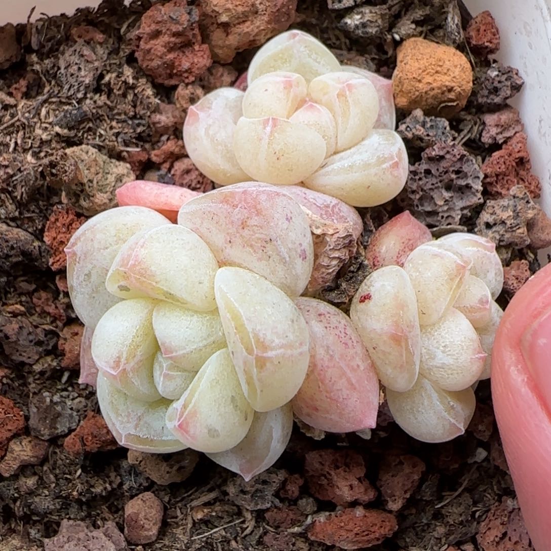 一物一拍麦秆糖心06219