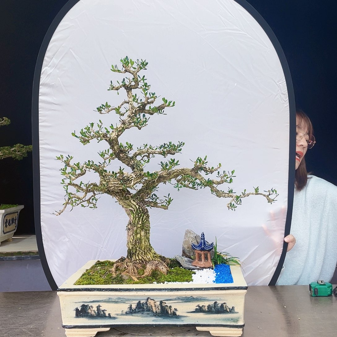 完全开放八*轩黄杨盆景四季常青