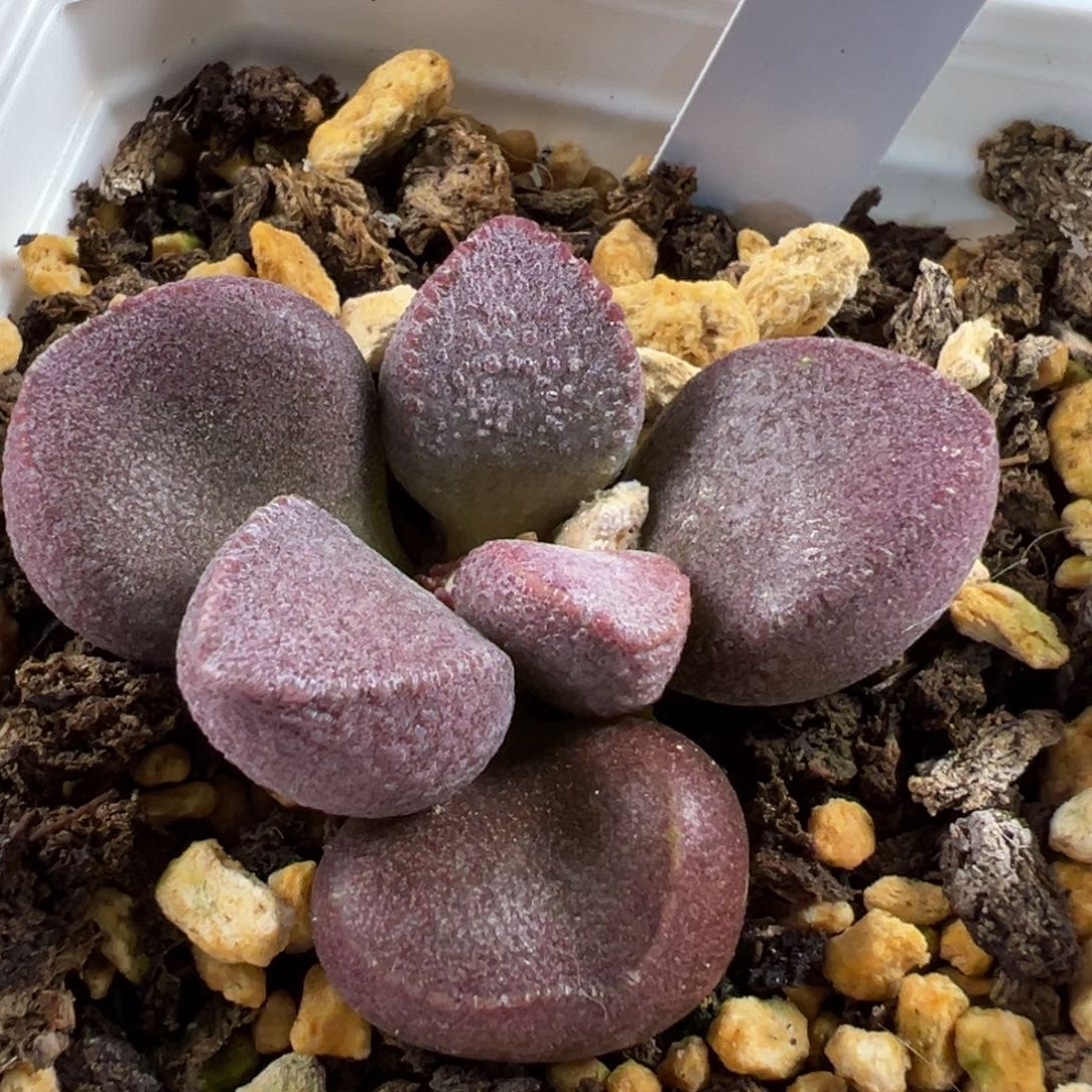 胖叶型实生新品多肉植物水泡