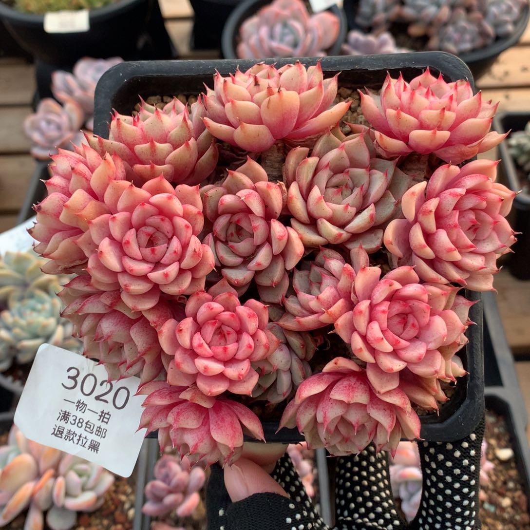 14厘米16头有砍苯巴3020