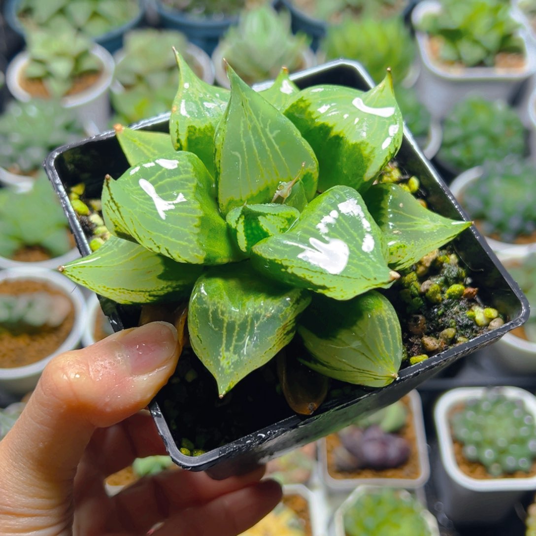 裹班若母本玉露多肉1