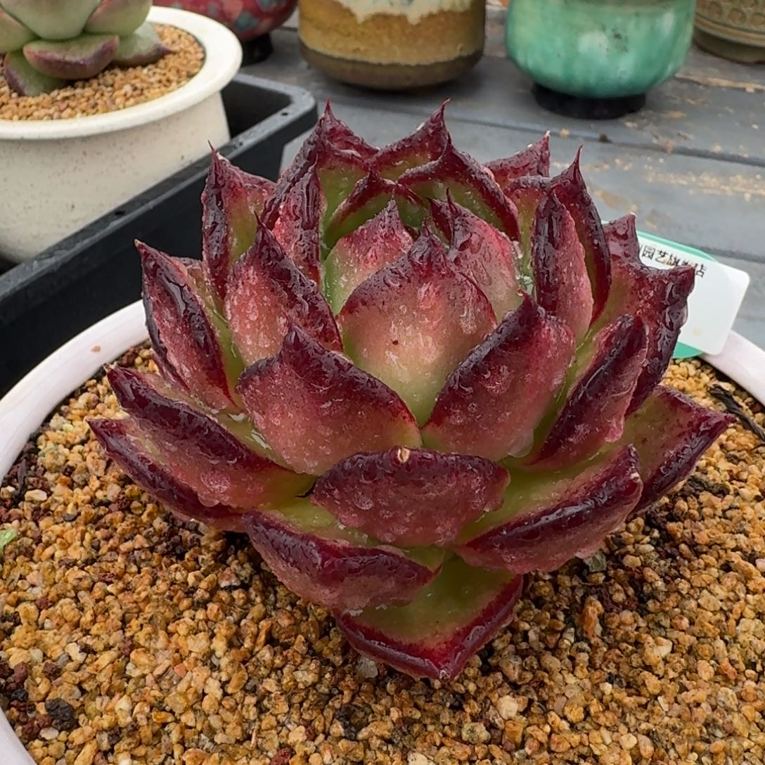 从前慢多肉精选编号1225.56