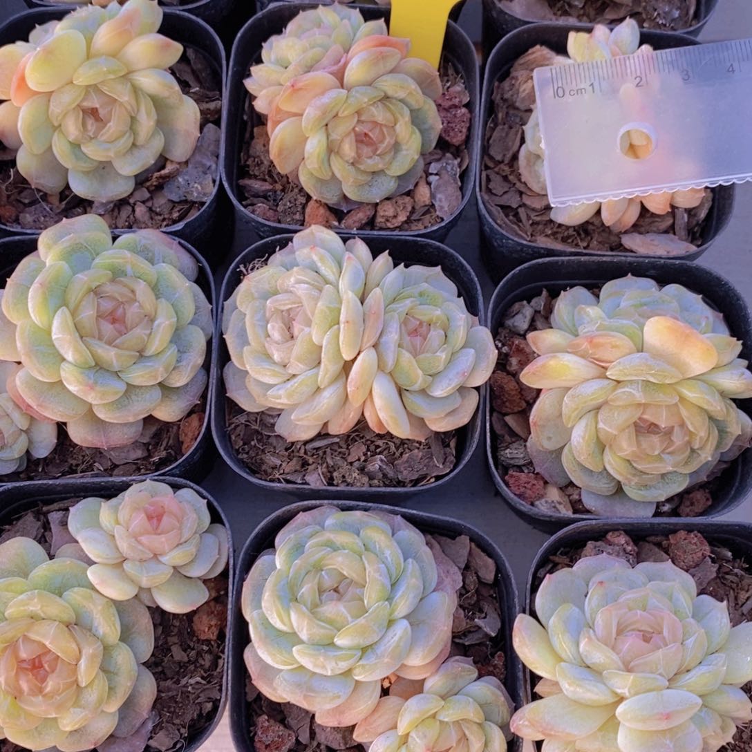 1211-31-精品糖心白色恋人双头一个