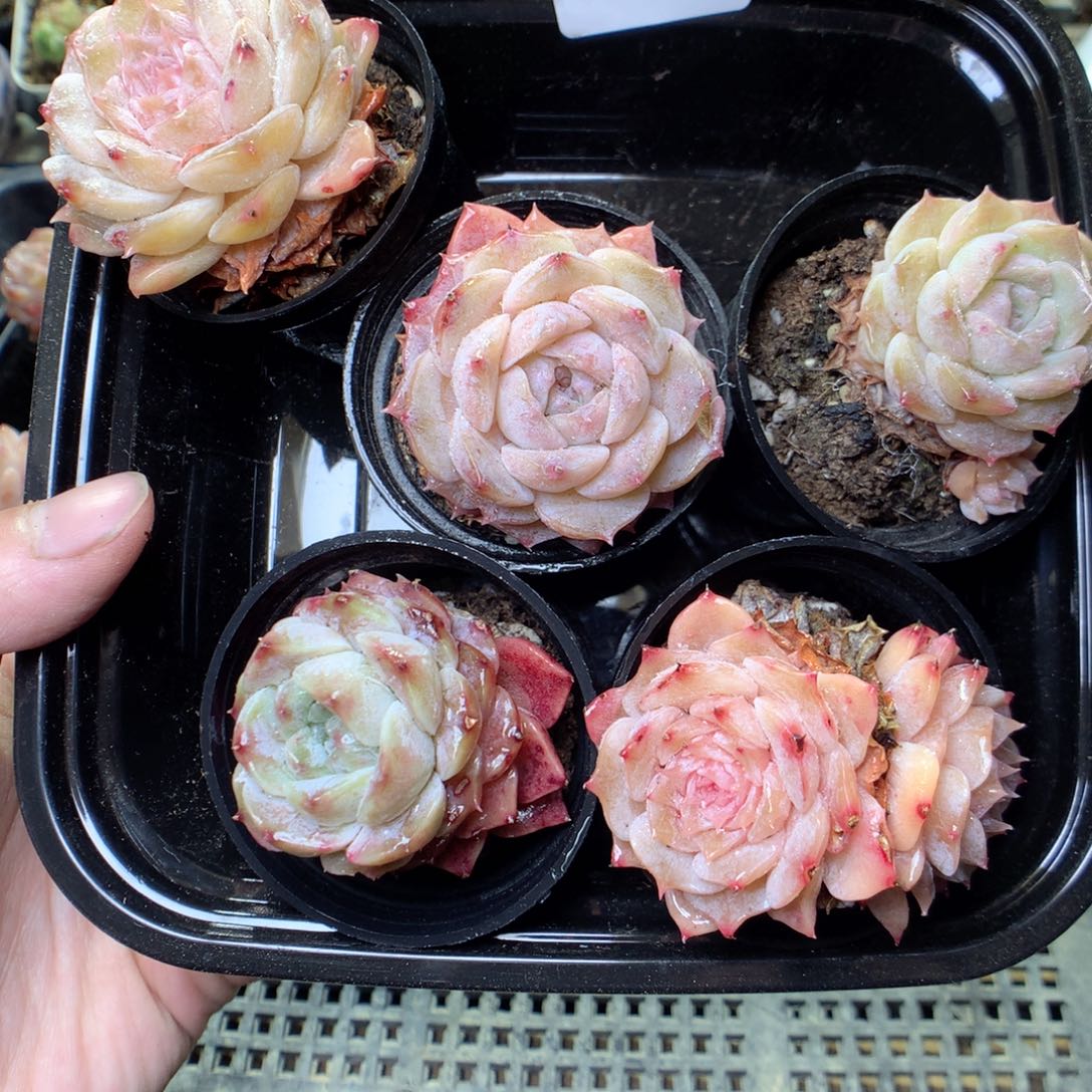 G37y y y y y y y y y y y y