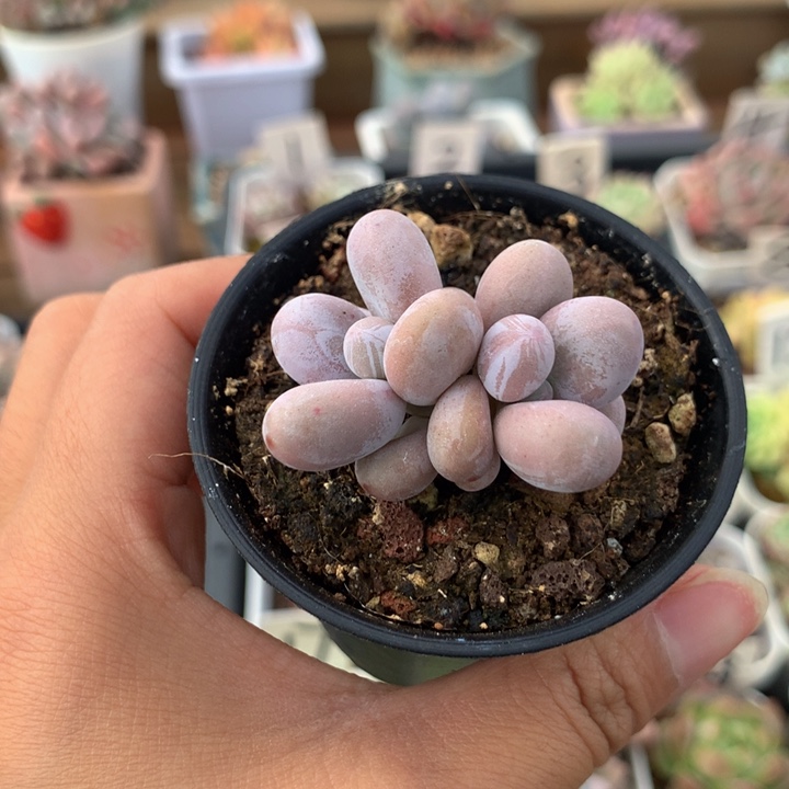 精控橙雪球双头多肉