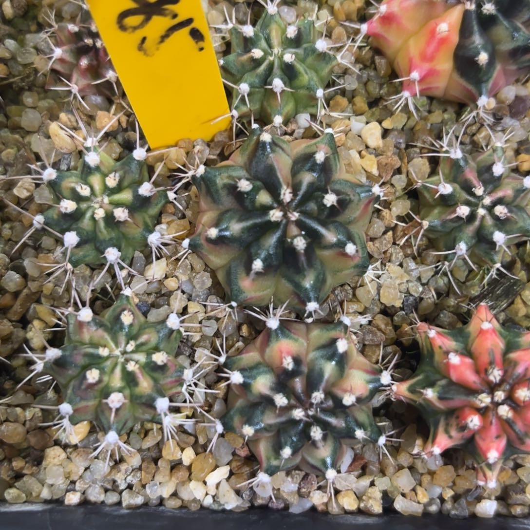 285-1228泰国发货多肉