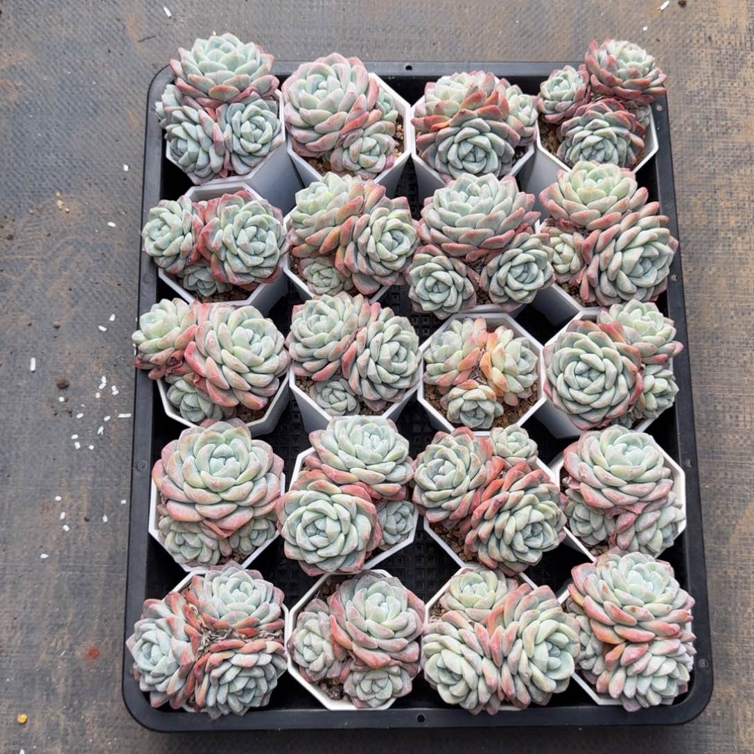 20颗一起一物一拍的