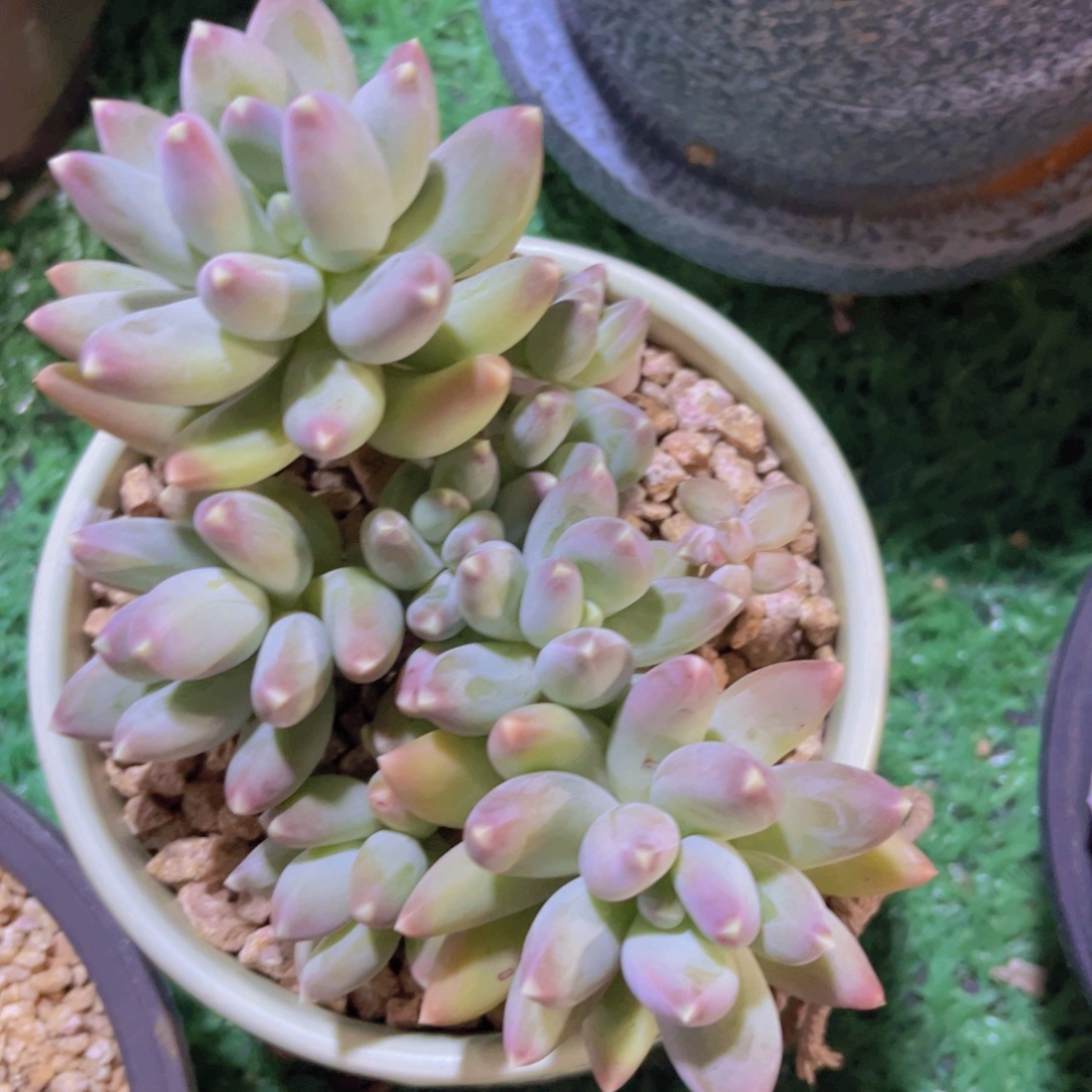 松果美人30214多肉植物