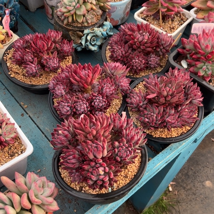 精品多肉植物老桩随机发一棵虞美人大群