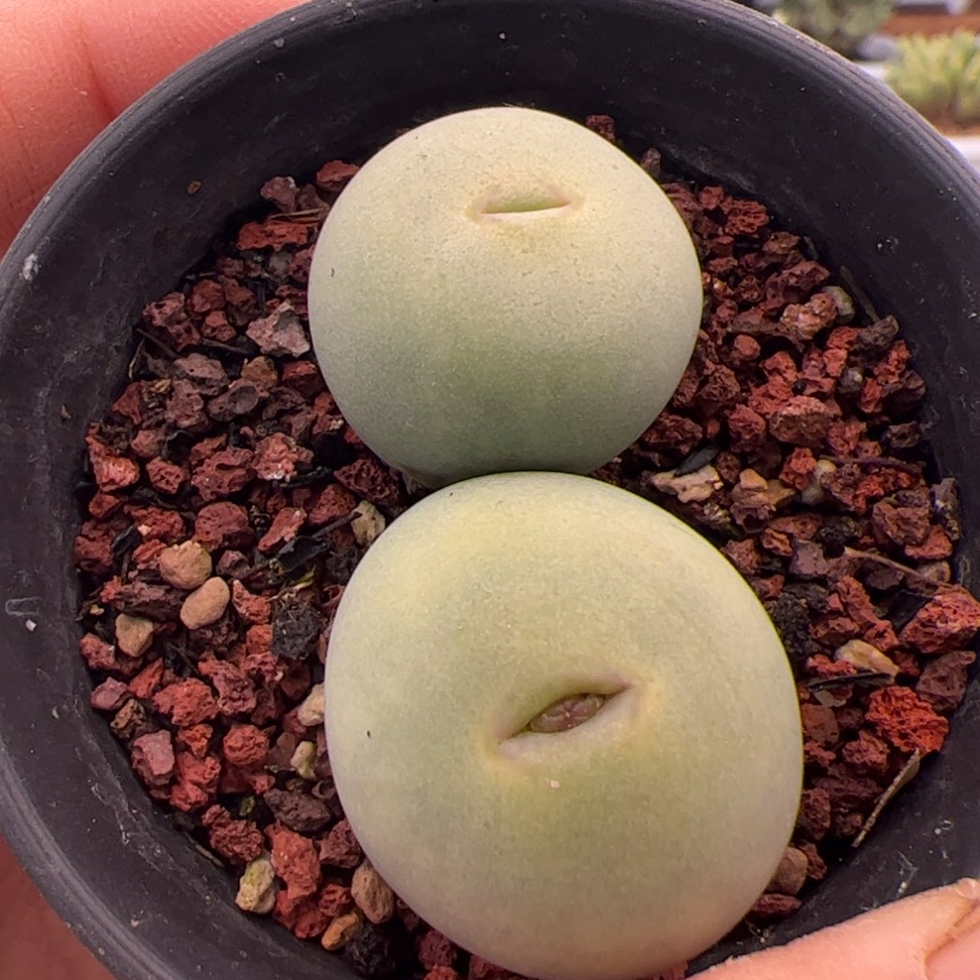 72号嘟嘟嘴3.11多肉