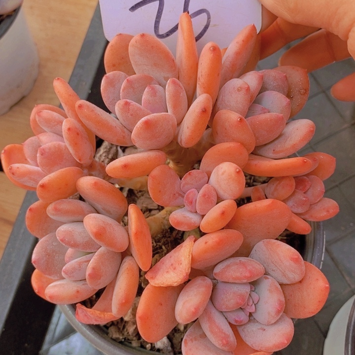 这么多都要我帮着