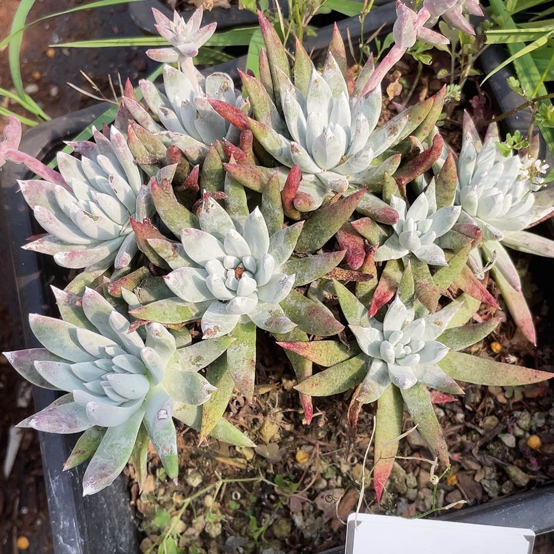 白姆老桩多头10036