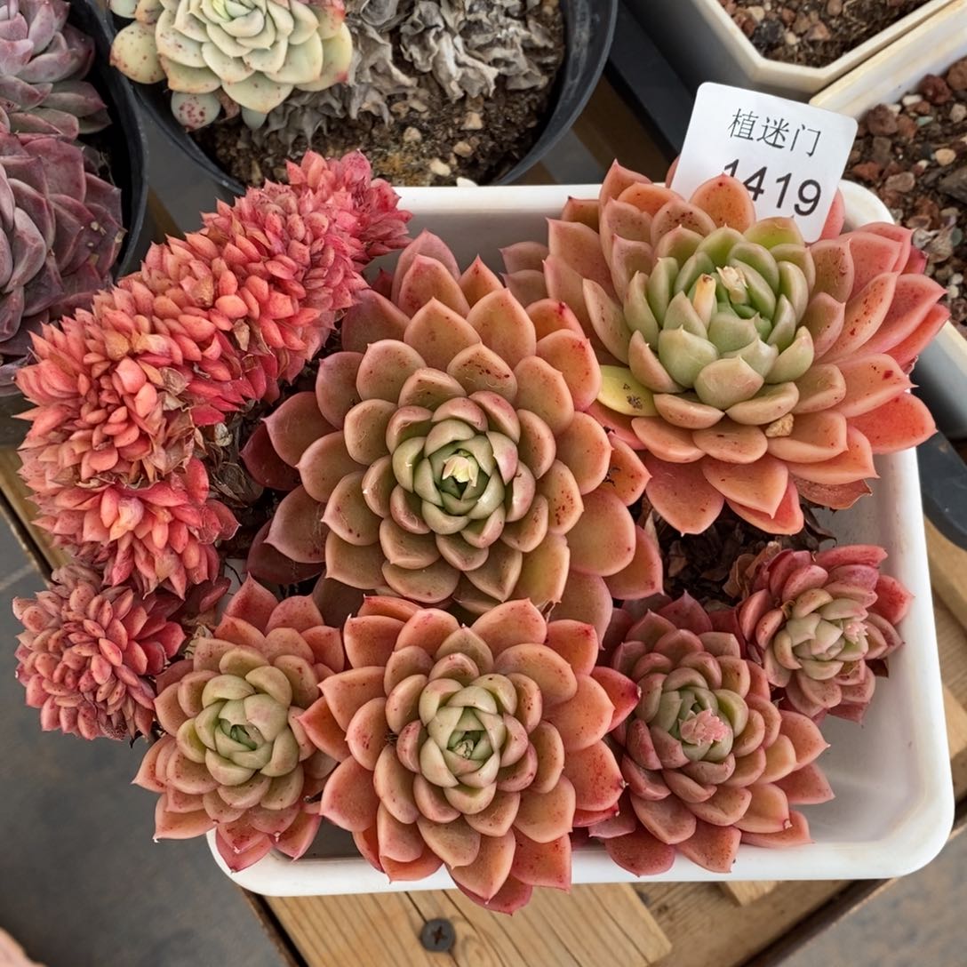 (****)杂交精品多肉1419