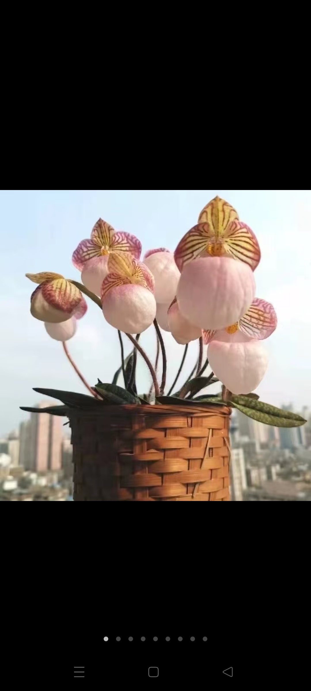 玉女兜兰粉色花基地连苗好养可用于茶桌会议室装饰