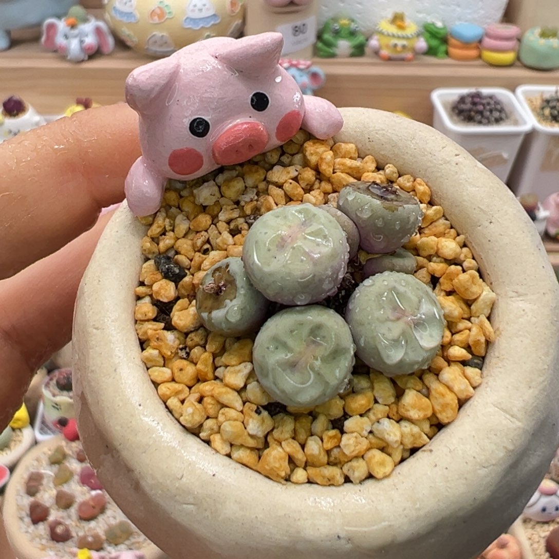多肉植物117号奶油嘴