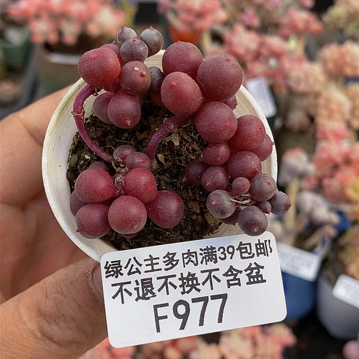 紫泡泡5cm977多肉