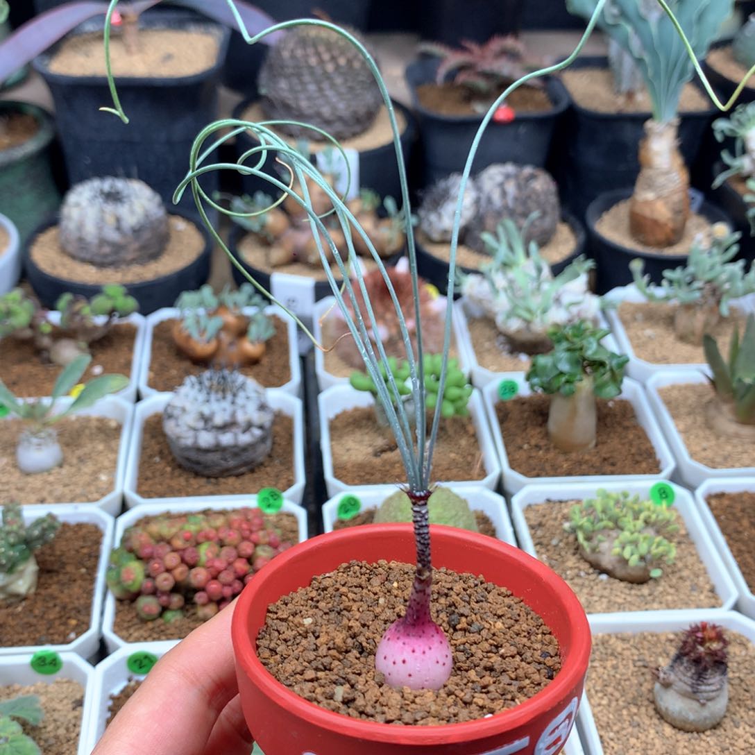 Gv弹簧草母本带盆