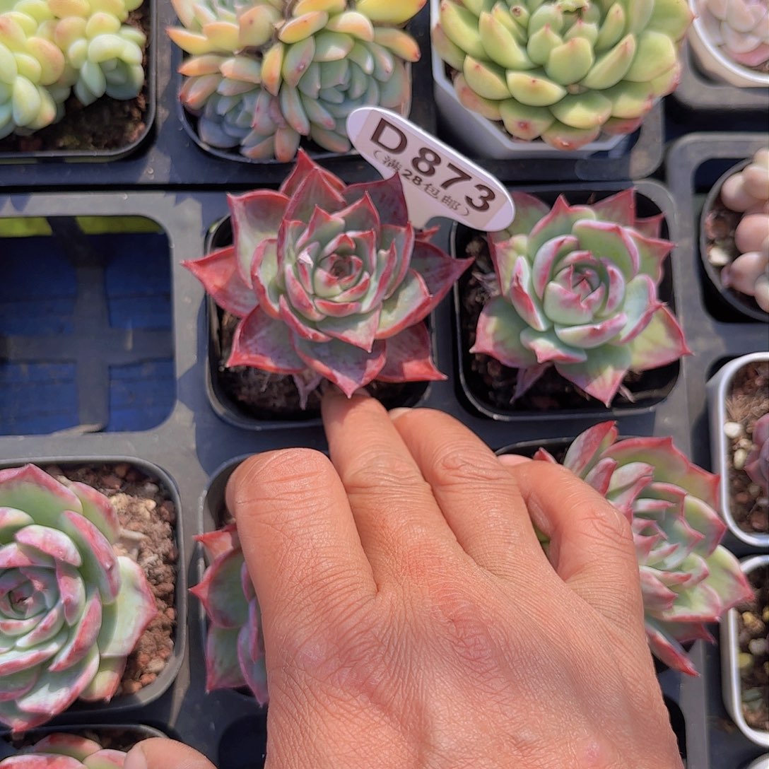 D873惊鸿仙子一物一拍