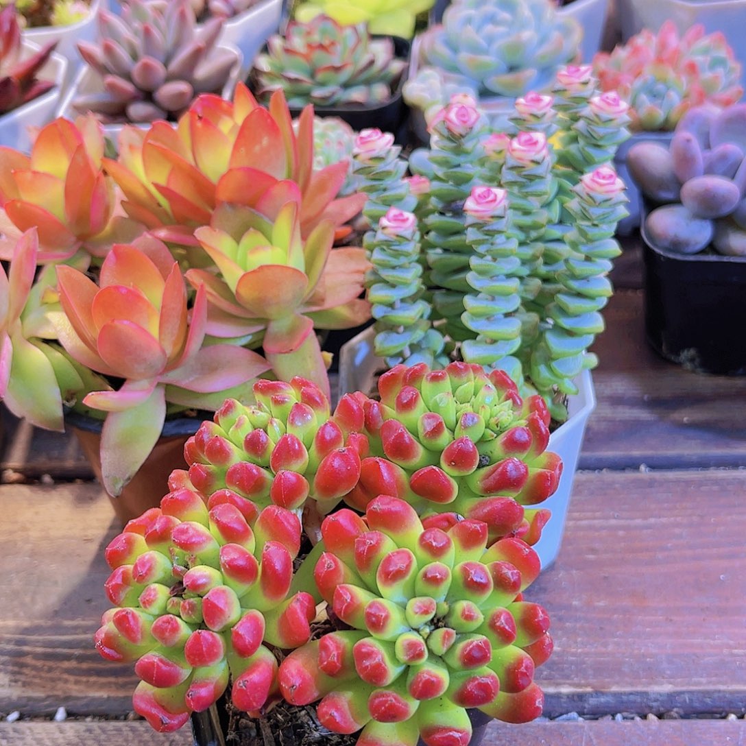 万花筒新➕钱串锦➕红灯笼