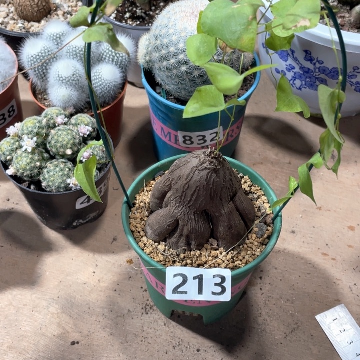 213象足龟甲龙块根