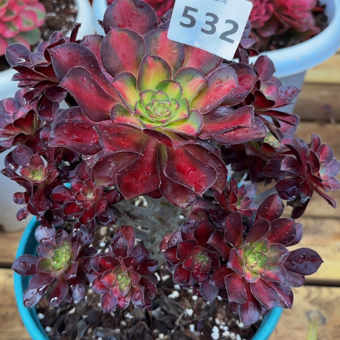 532多肉植物魅力锦