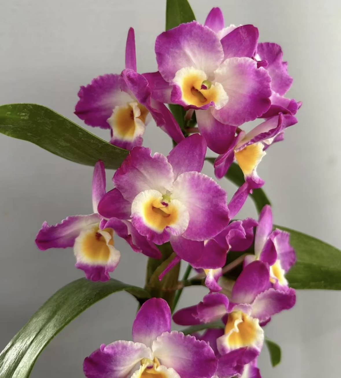 石斛兰 春石斛135《初恋》原盆原土发货