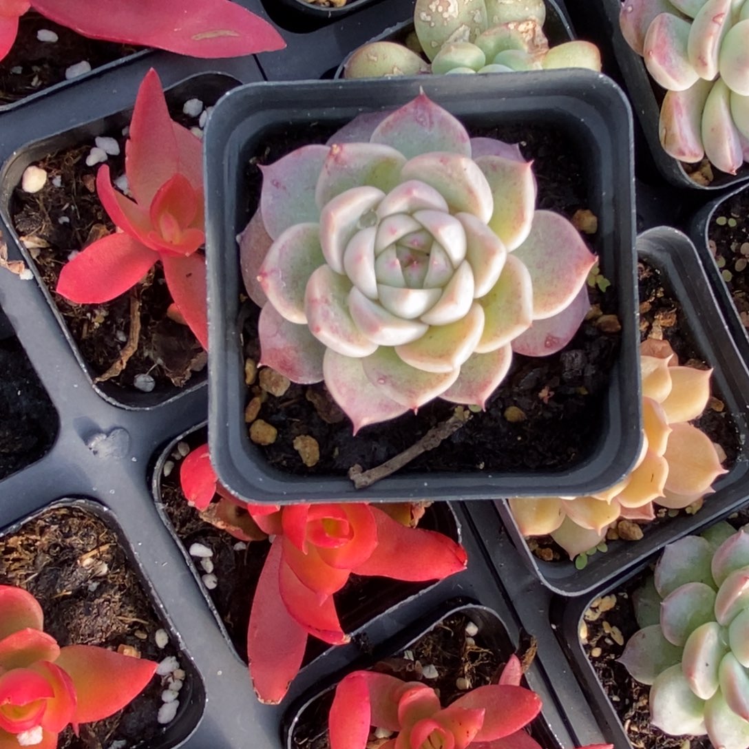 小***.满十元包邮专拍多肉