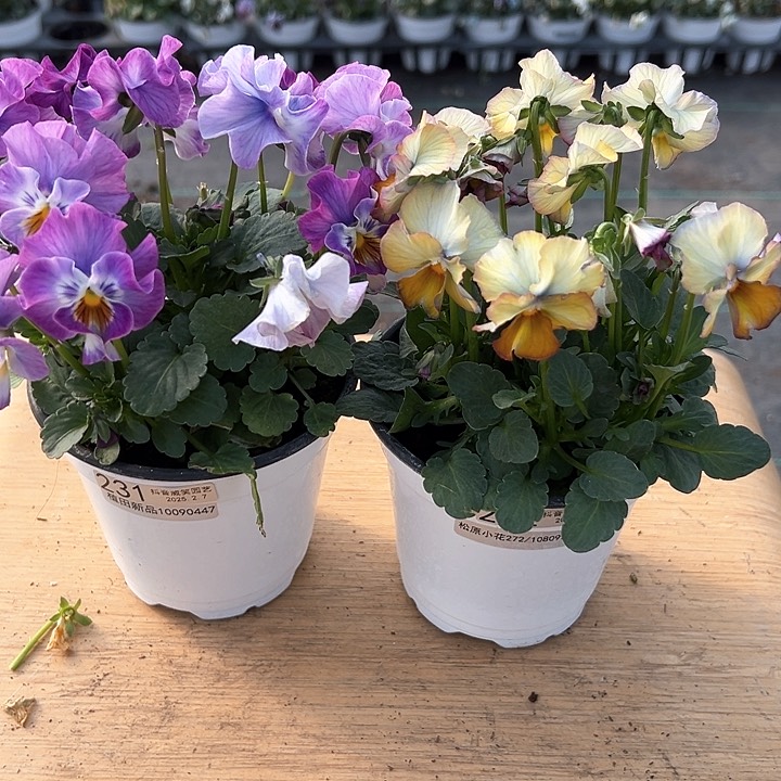 水晶抖音直播闪拍231-232