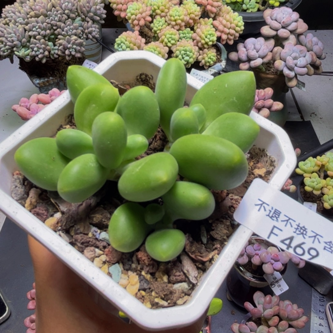 芒果奶酪469/8cm多肉