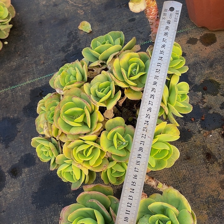 鸡蛋碧桃29.8老桩多肉