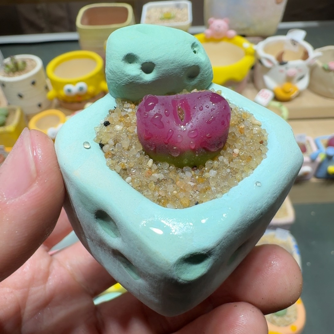 红陶蘑菇370毛汉尼