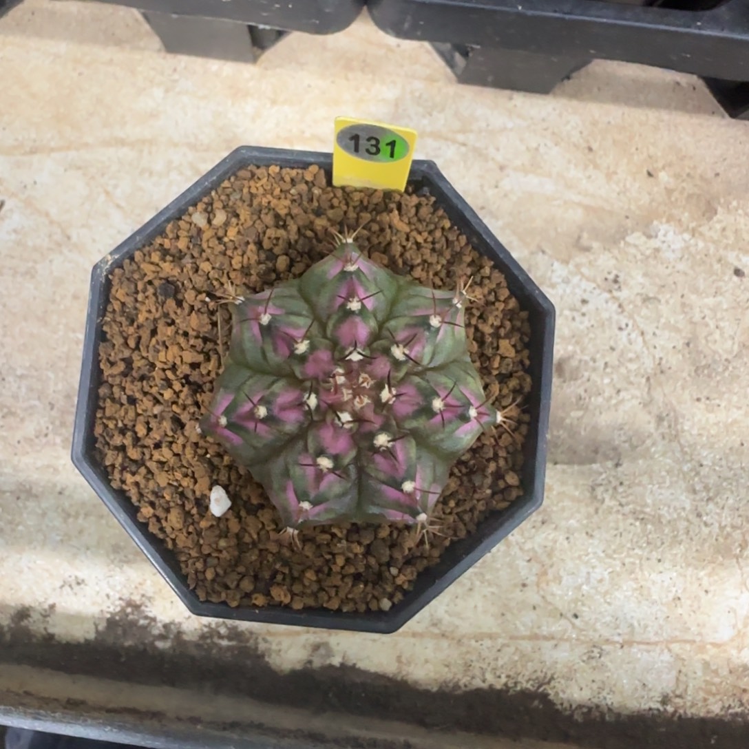 用***4131号实生海神福利价