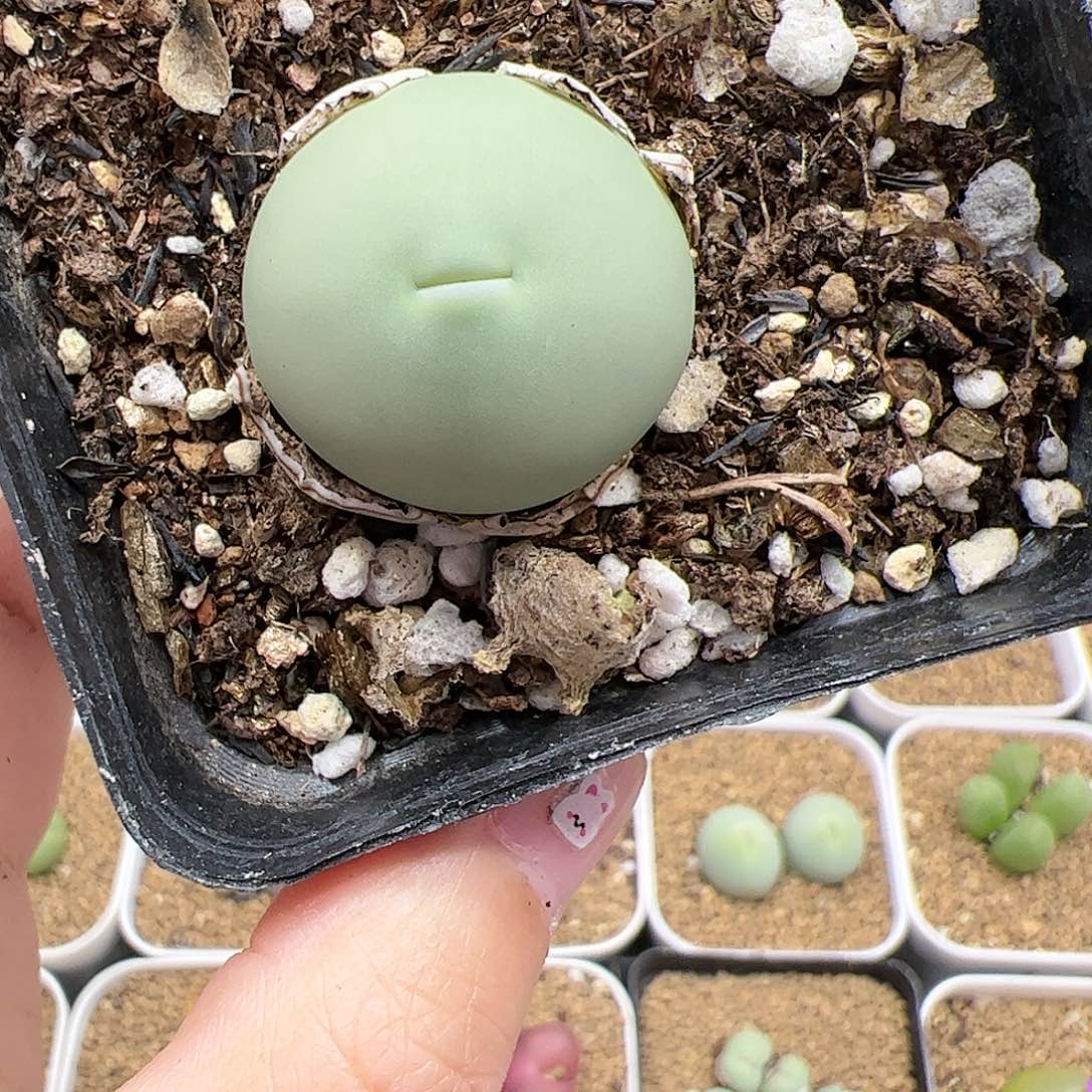 【闪购商品】267 胖蛋