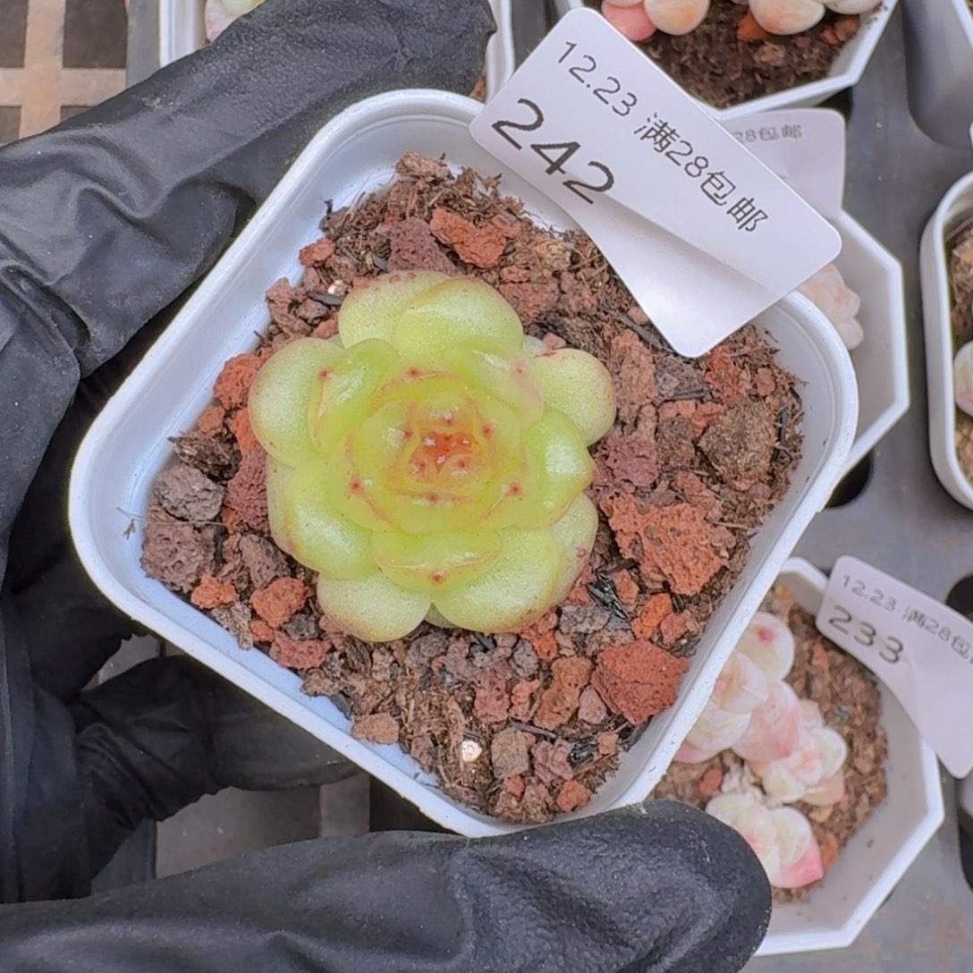 灯泡珍妮单头一颗脱土发货